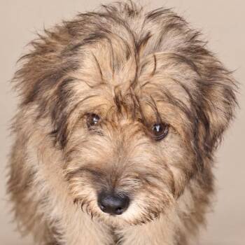 MUFFIN TOP (out of town) -  Lhasa Apso and Mixed Breed Dog for Adoption in New York, New York - MUFFIN TOP (out Of Town) | PetCurious