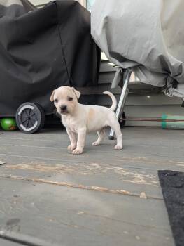 Australian Cattle Dog Blue Heeler and Labrador Retriever Dogs Available for Adoption in Hoffman Estates, Illinois - Pistashio | PetCurious