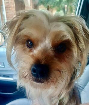 Silky Terrier Dogs Available for Adoption in Plano, Texas - Langley | PetCurious