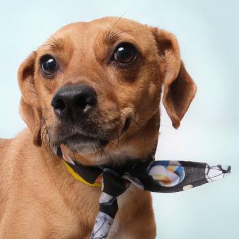 Rescue Mixed Breed Dogs for Adoption in Guaynabo, Guaynabo - Spike A | PetCurious