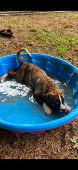 Dragon -  Mixed Breed Dog for Adoption in Taycheedah, Wisconsin - Dragon | PetCurious