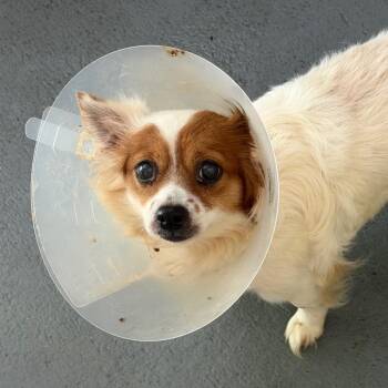 Taco -  Chihuahua and Mixed Breed Dog Available for Adoption in Blairsville, Georgia - Taco | PetCurious