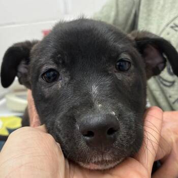 Catherine -  Terrier and Mixed Breed Dog Available for Adoption in Corpus Christi, Texas - Catherine | PetCurious