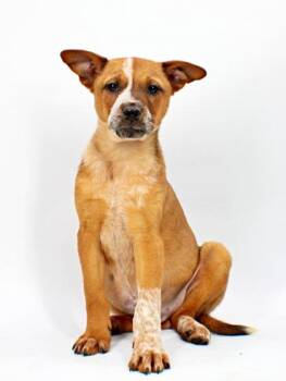 Stud -  Cattle Dog and Mixed Breed Dog for Adoption in Morton Grove, Illinois - Stud | PetCurious
