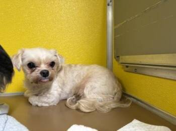 ELVIS -  Maltese and Mixed Breed Dog for Adoption - ELVIS | PetCurious