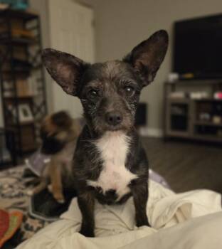 Zuzu -  Terrier Dog for Adoption in Medfield, Massachusetts - Zuzu | PetCurious