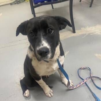 Cheyanne -  Flat Coated Retriever Dog for Adoption in Blytheville, Arkansas - Cheyanne | PetCurious