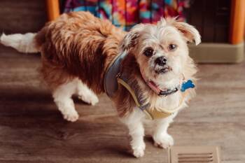 Shih Tzu Dogs Available for Adoption in Waunakee, Wisconsin - Bell Blossom | PetCurious