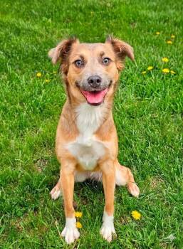 Setter and Pomeranian Dogs Available for Adoption in Saginaw, Michigan - Christina Waguilera | PetCurious