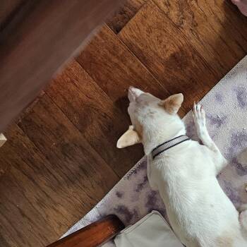 Chico -  Chihuahua Dog for Adoption in Liverpool, Texas - Chico | PetCurious