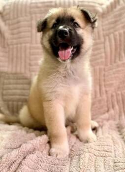 German Shepherd Dog and Siberian Husky Dogs Available for Adoption - Tomoe | PetCurious