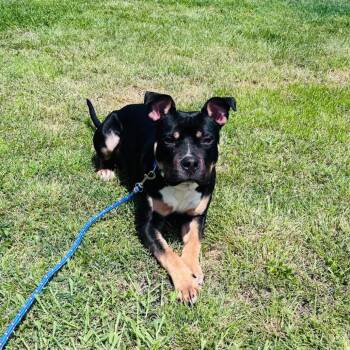 PJ -  Rottweiler and Mixed Breed Dog for Adoption in Rochester, Minnesota - PJ | PetCurious