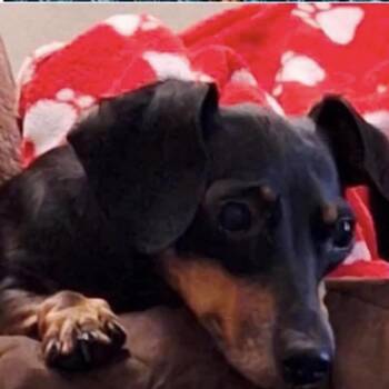 Jazzy -  Dachshund Dog for Adoption in Wichita, Kansas - Jazzy | PetCurious