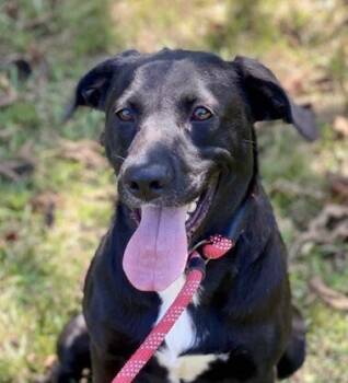 Rescue Labrador Retriever Dogs for Adoption in Washington, District Of Columbia - Eclipse | PetCurious