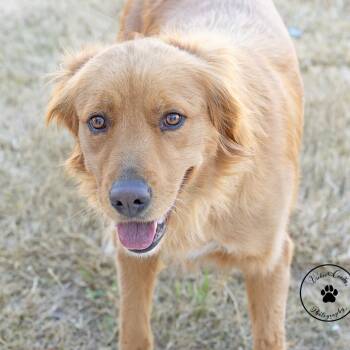 Golden Retriever Dogs Available for Adoption - Honey | PetCurious