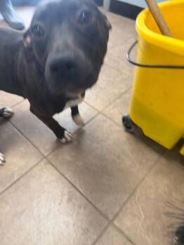 Mixed Breed Dogs Available for Adoption - Mary-Kate | PetCurious