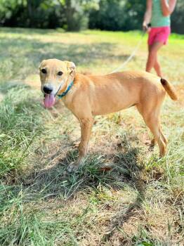 Rescue Black Mouth Cur Dogs for Adoption in Kentwood, Louisiana - Maggie | PetCurious
