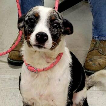 Ted -  Australian Shepherd and Chihuahua Dog for Adoption in Lincoln, Illinois - Ted | PetCurious