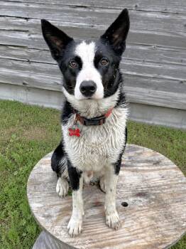 Burt -  Australian Cattle Dog Blue Heeler Dog for Adoption in Minnetrista, Minnesota - Burt | PetCurious