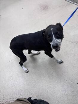 Jett(52) -  Pit Bull Terrier Dog for Adoption in Marietta, Georgia - Jett(52) | PetCurious