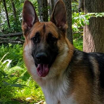 Max (26-276) -  German Shepherd Dog Dog for Adoption in New Ringgold, Pennsylvania - Max (26-276) | PetCurious