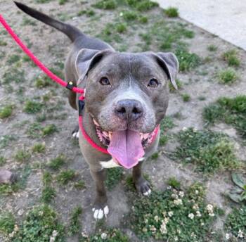 American Bulldog Dogs Available for Adoption in Disputanta, Virginia - Zeus | PetCurious