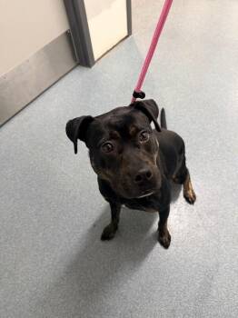 Princess -  Mixed Breed Dog Available for Adoption in Sapulpa, Oklahoma - Princess | PetCurious