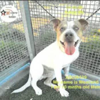 Westland A2298439 -  Pit Bull Terrier Dog for Adoption in Los Angeles, California - Westland A2298439 | PetCurious