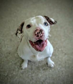 RUBIX -  American Bulldog and Catahoula Leopard Dog Dog for Adoption in Clyde, North Carolina - RUBIX | PetCurious