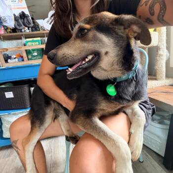 Van Helsing -  Shepherd and Mixed Breed Dog for Adoption in New Orleans, Louisiana - Van Helsing | PetCurious