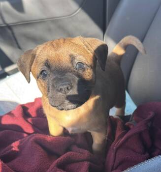 Pit Bull Terrier Dogs Available for Adoption - Pebbles | PetCurious