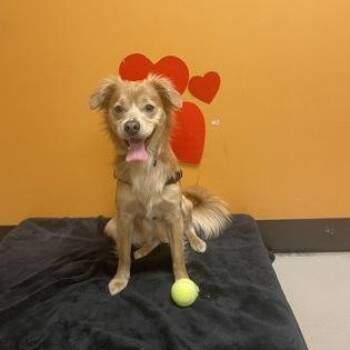 Mixed Breed Dogs Available for Adoption in Bellingham, Washington - Fluffy | PetCurious