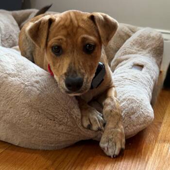 Roxy McRuffy - Local Pup -  Feist and Basenji Dog for Adoption in Andover, Massachusetts - Roxy McRuffy - Local Pup | PetCurious