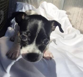 Chihuahua Dogs Available for Adoption in San Antonio, Texas - OAKDALE | PetCurious