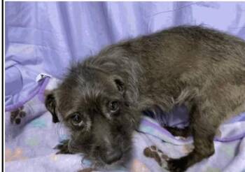 Coconut -  Schnauzer Dog for Adoption in Bothell, Washington - Coconut | PetCurious