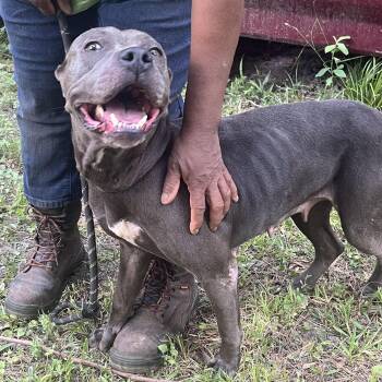 Pit Bull Terrier Dogs Available for Adoption - PRINCESS >  Bleeding Heart Society | PetCurious