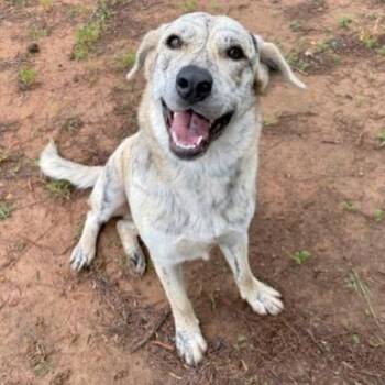 Bre -  Labrador Retriever and Mixed Breed Dog for Adoption in Birmingham, Alabama - Bre | PetCurious