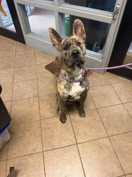Radar -  Mixed Breed Dog for Adoption in Marion, Ohio - Radar | PetCurious