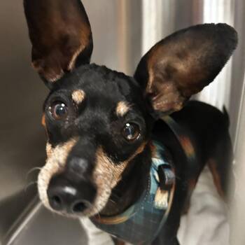 Fergus -  Mixed Breed Dog for Adoption in Davenport, Iowa - Fergus | PetCurious