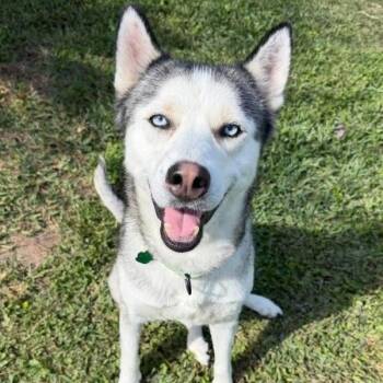 Siberian Husky and Alaskan Malamute Dogs Available for Adoption in Friendswood, Texas - Zariah Rosie | PetCurious