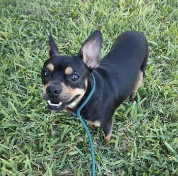 Bruno (TX) -  French Bulldog Dog for Adoption in New York, New York - Bruno (TX) | PetCurious