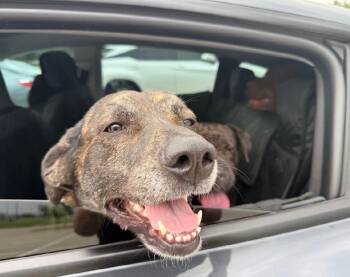 Bella -  Plott Hound Dog for Adoption in Ellicott City, Maryland - Bella | PetCurious