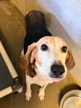 Ella -  Foxhound Dog for Adoption in Bowling Green, Kentucky - Ella | PetCurious