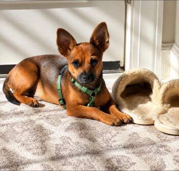 George -  Chihuahua and Beagle Dog for Adoption in Fort Mill, South Carolina - George | PetCurious