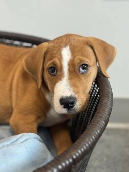 Rescue Labrador Retriever and Mixed Breed Dogs for Adoption in Brunswick, Georgia - HALI | PetCurious