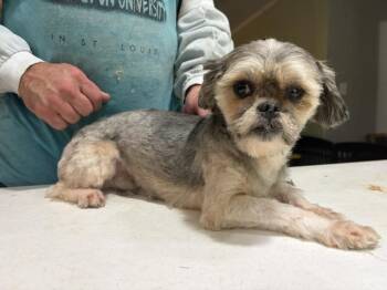 Gus -  Shih Tzu Dog for Adoption in Tifton, Georgia - Gus | PetCurious