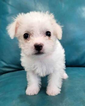 Poodle and Terrier Dogs Available for Adoption - Pinky | PetCurious