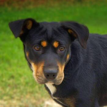 Alice JuM -  Shar Pei and Mixed Breed Dog for Adoption in Austin, Texas - Alice JuM | PetCurious