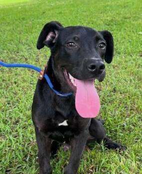 Pup Oden -  Labrador Retriever Dog for Adoption in Washington, District Of Columbia - Pup Oden | PetCurious