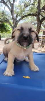 Chihuahua Dogs Available for Adoption in Liverpool, Texas - Frankie | PetCurious